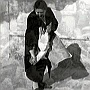 Campagna padovana, arte femminile ormai persa (Eugenio Salmaso)